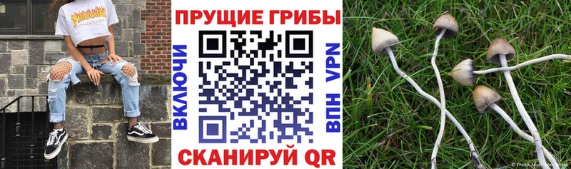 Псилоцибиновые грибы Psilocybine cubensis  Приволжский 